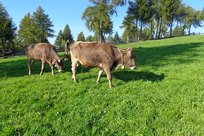 Tiere am Pitterlehof